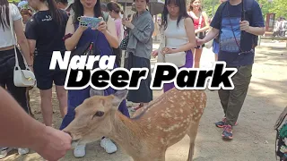 4k UHD Japan Travel | Walk in Nara Park (奈良公園）Nara Japan | Relaxing Natural City ambience