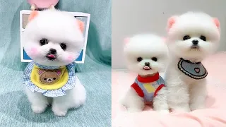 Mini Pomeranian 😍🐶 Pomeranian The Cutest Dogs #5