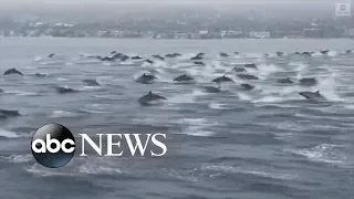 Huge pod of dolphins spotted off California coast