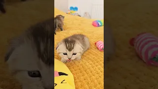 The kitten is crying