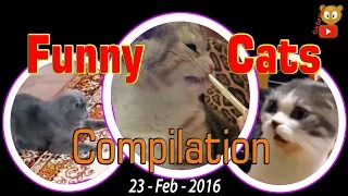 Funny Cat Compilation 23-Feb-2016 | Cute & Funny Cat Videos | gatti divertenti, 面白い猫