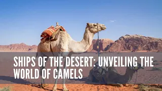 Ships Of The Desert Unveiling The World Of Camels