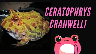 CERATOPHRYS CRANWELLI : PRÉSENTATION & INSTALLATION. Pacman frog, la grenouille cornue de Cranwell