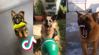 German Sheperds are Badass and Cute Compilation #2