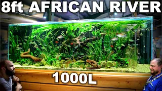 The 8ft African River Aquarium: EPIC 1000L Build over 300 Fish (Aquascape Tutorial)