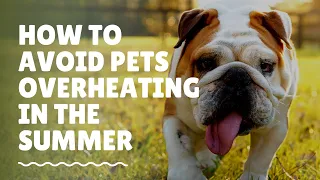 The Warning Signs of Heat Exhaustion In Pets