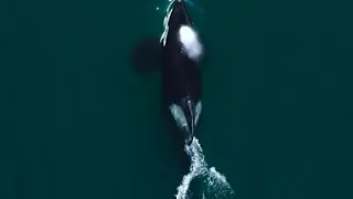 Transient Orca with Vocalization