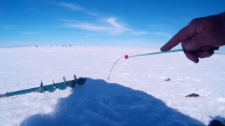 Рыбалка онлайн.Окунь со льда Ирикла 13. 03. 2017