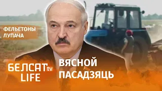 Лукашэнку чакае лёс бульбы | Лукашенко ждет судьба картошки