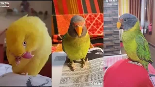 Funny Parrots Videos Compilation cute moment of the animals - Cute Parrots #1