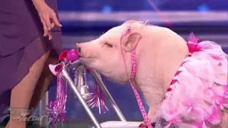 Pig in Tutu Honks a Horn for Sharon Osborne   America's Got Talent Season 7   Smooch Piggy Audition