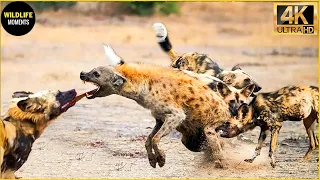 30 Terrifying Moments Wild Dogs Vs Hyenas In A Big Fight, Who Will Win? | Animal World