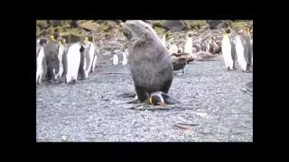 Seals having sex with penguins - (Arctocephalus gazella)