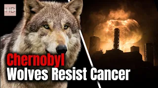 Chernobyl Wolves Develop Resistance to CANCER!