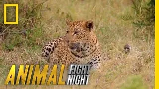 Fur is Going to Fly | Animal Fight Night