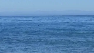 Great White Shark in Santa Cruz