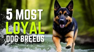 Top 5 Most Loyal Dog Breeds In The World | Dogs That Will Always Be By Your Side | Pet Insider