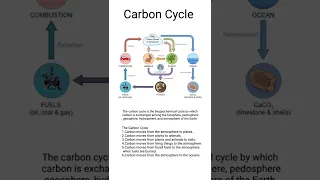 Carbon Cycle | NCERT