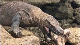 Best Appetite - Komodo Eats Pig Carcass on the Beach ( Eat & swallow head )