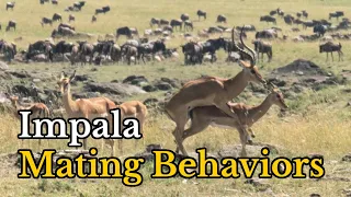 Surprising Facts About Impalas' Mating Behaviors | Aepyceros melampus Real Mating Footages