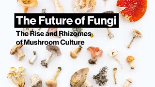The Future is Fungi: The Rise and Rhizomes of Mushroom Culture