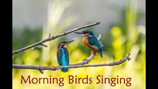 Morning Birds Singing Natural Sounds | Feel Fresh Morning Sounds | Live Natural lifestyle