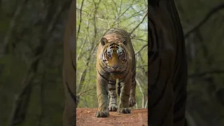 Male Tiger Ganesh from Ranthambore