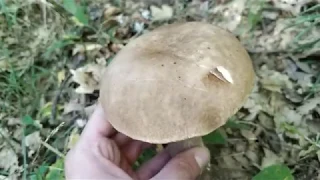 Boleto de verano. Boletus aestivalis (Boletus reticulatus). Identificación.