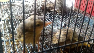 Bali birds market (pasar burung satria denpasar)