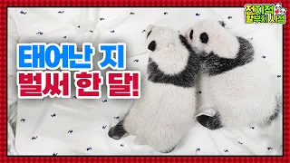 (SUB) "Two Chubby Tteok?" One-Month-Old Baby Panda Twins│Panda World🐼