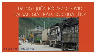 |LIVE| TRUNG QUỐC MỞ BIÊN - TẠI SAO GIÁ TRÂU, BÒ CHƯA LÊN?