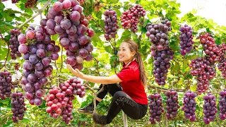 Harvesting Seedless Grape Garden - Make Sugar Soaked Grapes Goes to market sell - Lý Thị Hoa