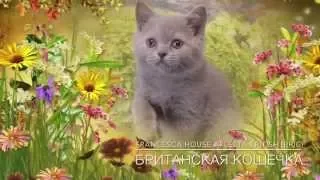 Британская кошечка играет, лиловый котенок, питомник House Arletta British