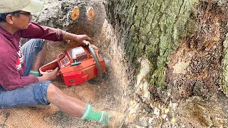 Mud Bath... Cut 2 leaning old trembesi trees, Husqvarna 3120xp.