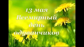 13 мая – Всемирный день одуванчика//Yellow Dandelion Day//Одуванчик - цветок Солнца.