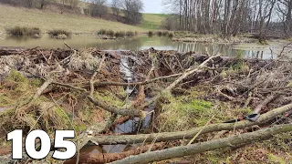 Manual Beaver Dam Removal No.105 - Judge For Yourself Whether This Dam Held A Large Amount Of Water