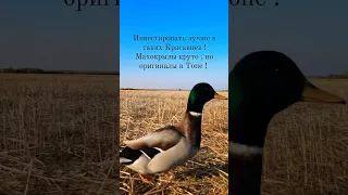 Селезень красавец ! Мои подсадные утки ! #shortvideo #селезень #охотанауток #охотавроссии