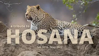 A tribute to HOSANA the leopard - Djuma's Little Chief