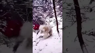 10декабря в Москве засняли на видео камеру Снежного человека