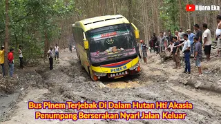 Bus Pinem Terjebak Di Dalam Hutan Hti Akasia Penumpang Berserakan Nyari Jalan Keluar