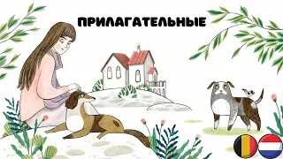 Нидерландский язык (голландский): прилагательные