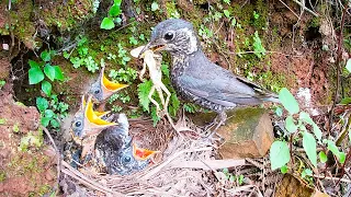 Bird eats 2 lizards, cuckoo starts attacking foster mother小鸟吃到了2条蜥蜴，寄生的杜鹃鸟没吃到，开始攻击养父养母