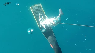 Deep spearfishing in Croatia