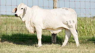 Lot 6 Comments - Miss V8 398/9 Brahman Heifer from Made for Magic III Online Sale
