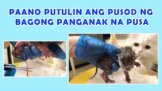 PAANO PUTULIN ANG PUSOD NG BAGONG PANGANAK NA PUSA I NEWBORN KITTENS UMBILICAL CORD CUTTING