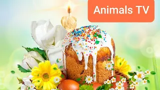 Поздравление От Всех Персонажев С Наступающим Праздником Светлой Пасхи! | Animals TV |
