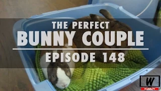 Ep.148 The Perfect Bunny Couple | WahlieTV