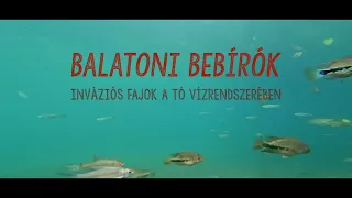 Balatoni bebírók