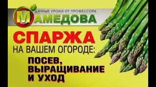 СПАРЖА на вашем огороде: ПОСЕВ, ВЫРАЩИВАНИЕ и УХОД