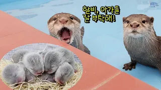 Otter couples leave their Babies to Grandpa and go on a date.